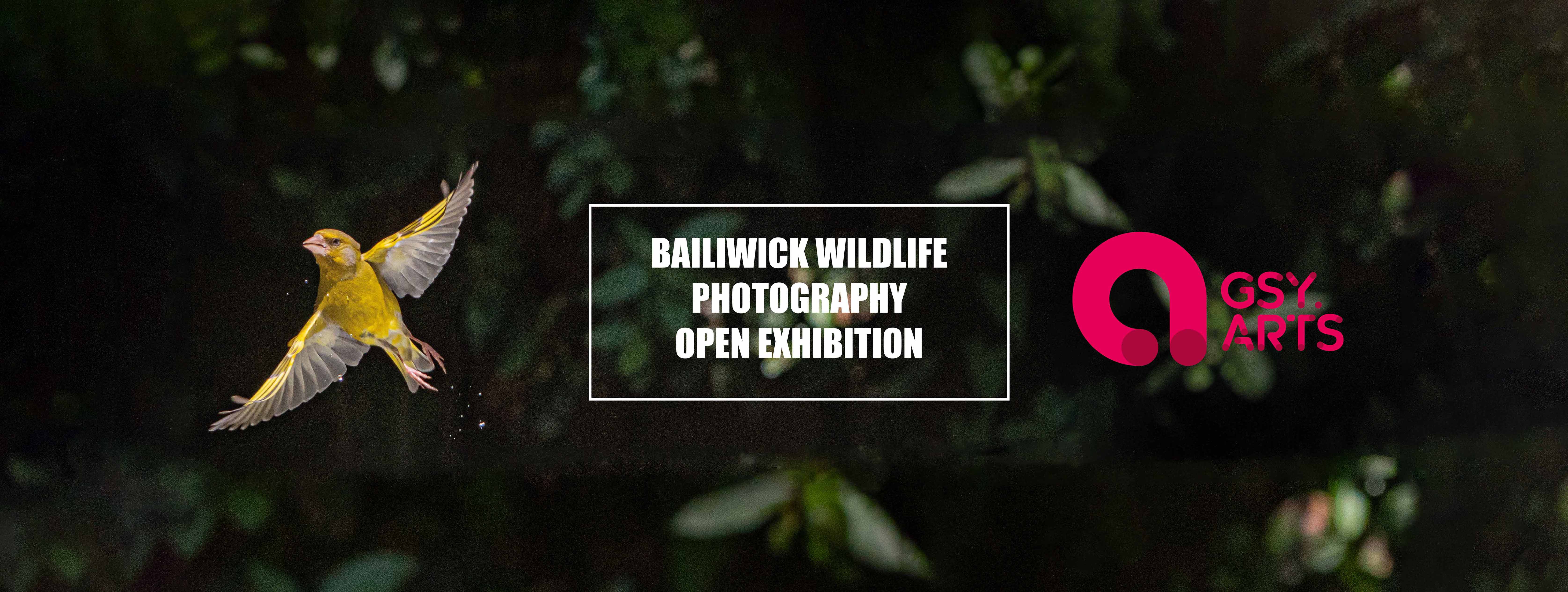 Guernsey Arts Wildlife Photographer open