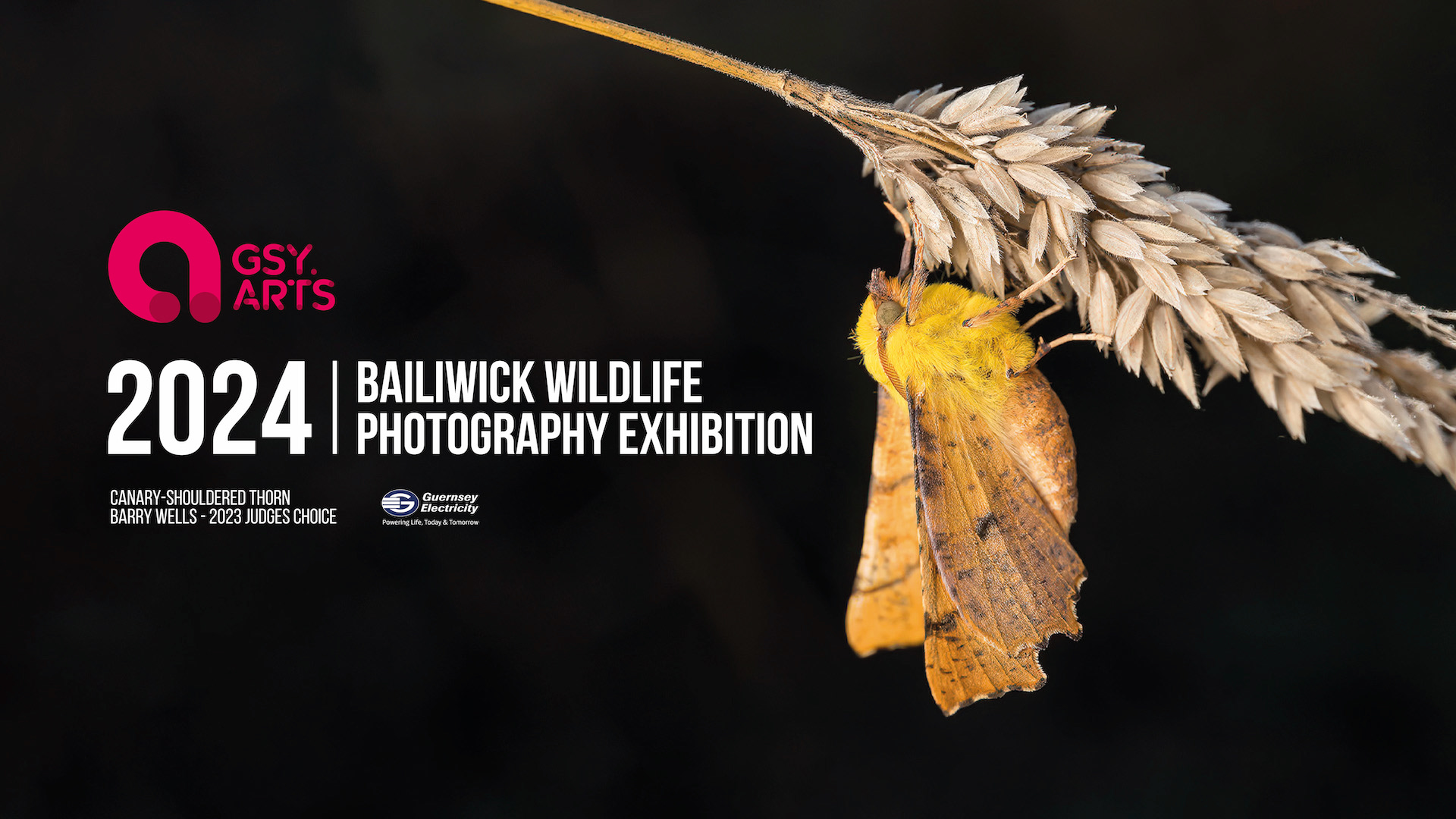 Submissions now open for Guernsey Arts’ 2024 Bailiwick Wildlife Photography Exhibition