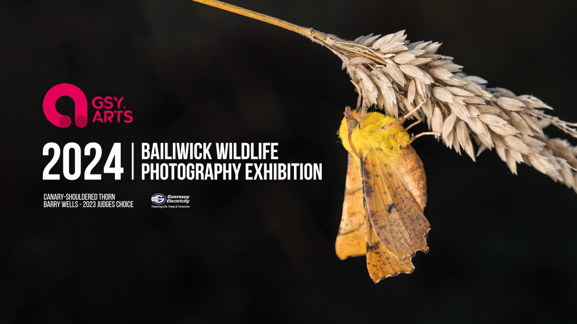 2024 Bailiwick Wildlife Photography Exhibition Guernsey Arts