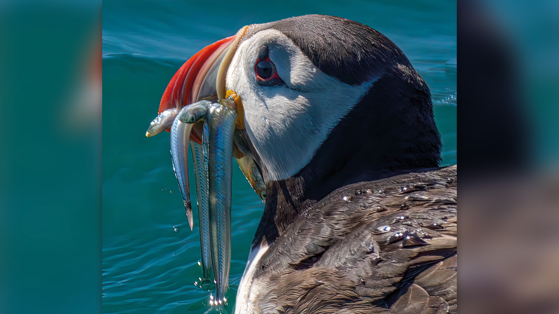 Guernsey Arts 2023 Bailiwick Wildlife Photography People’s Choice Award